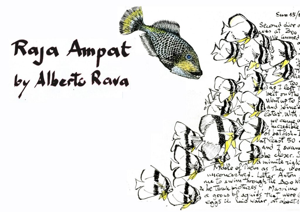 RAJA AMPAT 2012 Alberto Rava