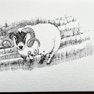 Disegno AR - 2013 - Ariete