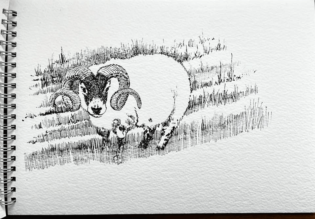 Disegno AR - 2013 - Ariete