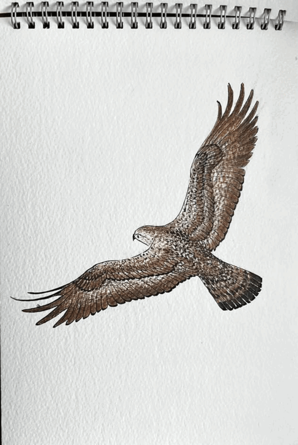 Disegno AR - 2013 - Falco Pellegrino