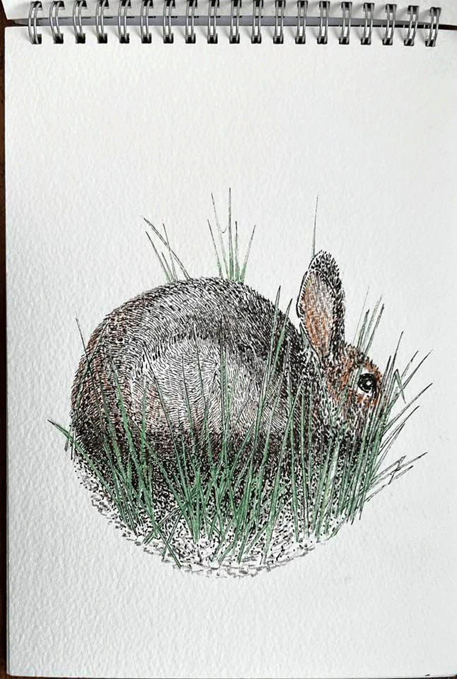 Disegno AR - 2013 - Rabbit