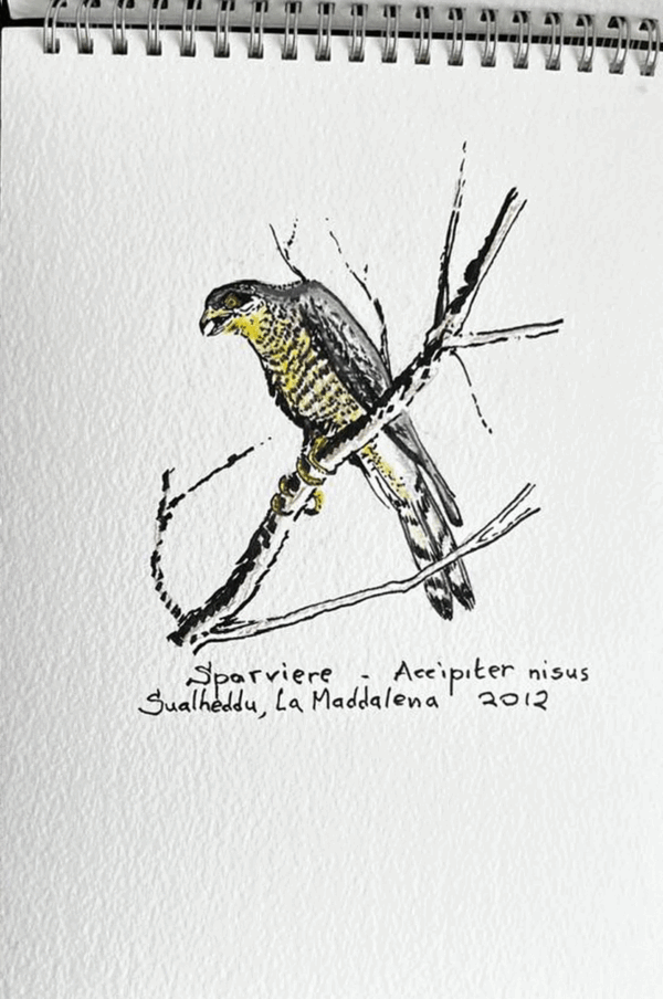 Disegno AR - 2012 - Sparviere